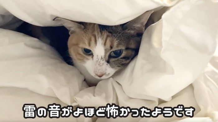 布団の中でじっとする猫