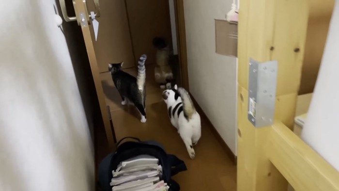 歩いていく猫の後ろ姿