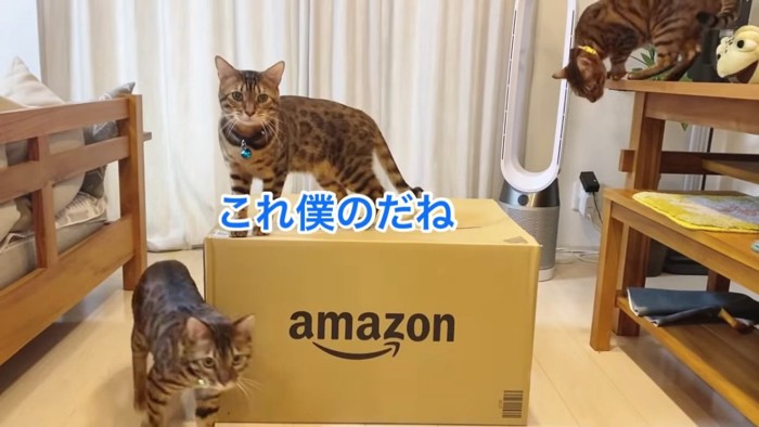 ダンボール箱に乗る猫