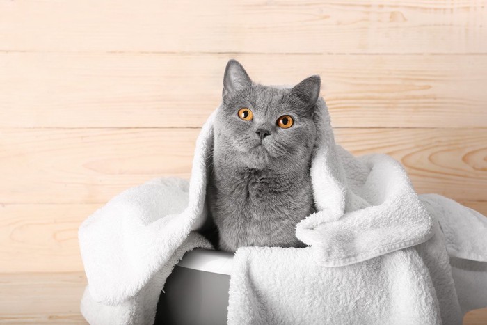 タオルをかぶる猫