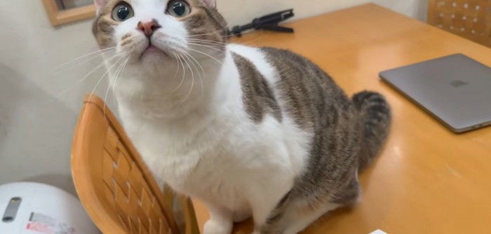 机の上にいる猫