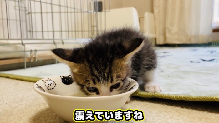 震えながらミルクを飲む子猫