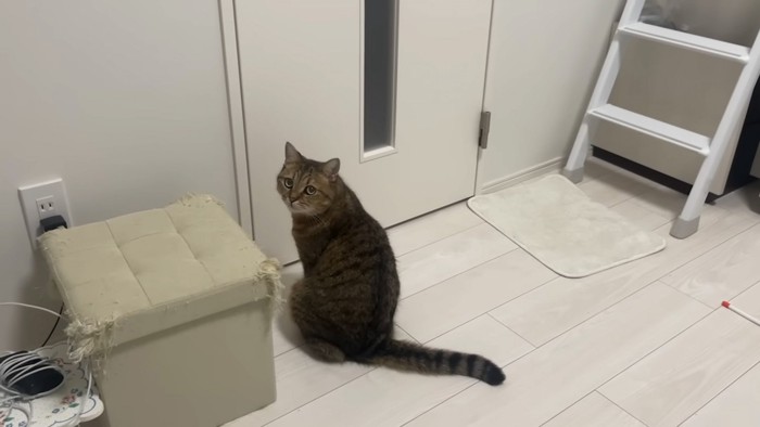 見上げる猫