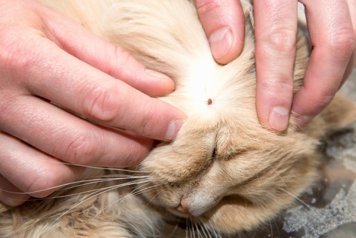 ダニに刺されている猫