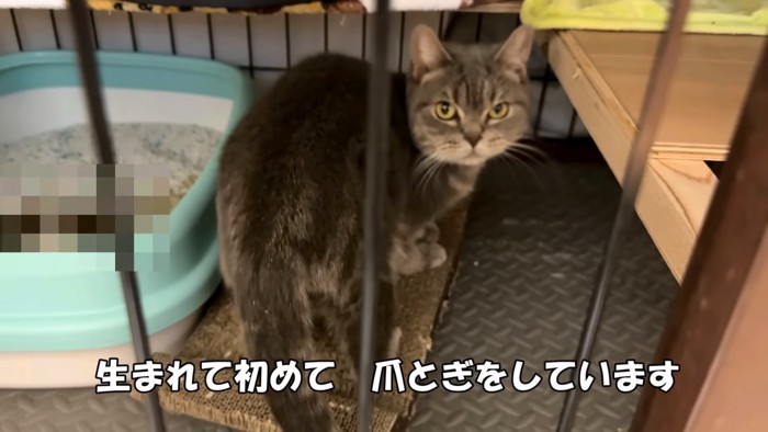 爪とぎの上にいる猫