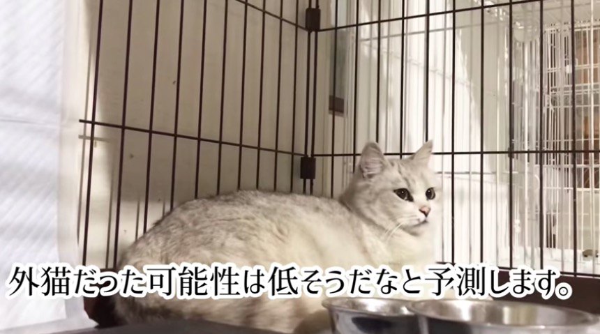 元飼い猫