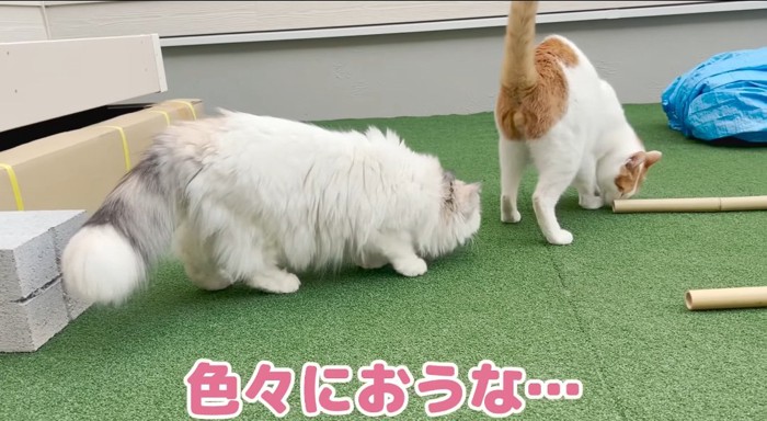 匂いを嗅ぐ猫