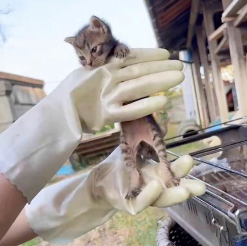 保護されたおまめちゃん