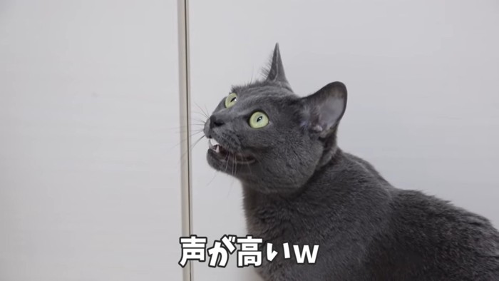 座って上をみる猫