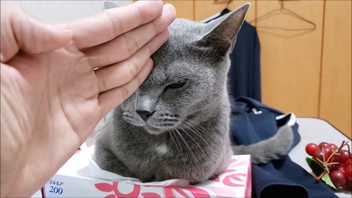 猫にチョップする飼い主