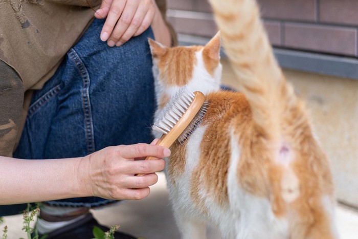 ブラッシングしてもらっている猫