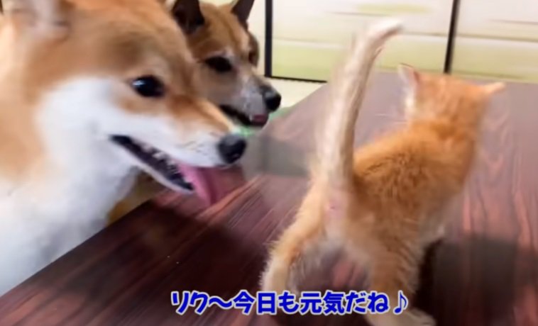 子猫を見つめる柴犬