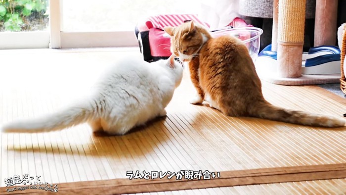 にらみ合う2匹の猫