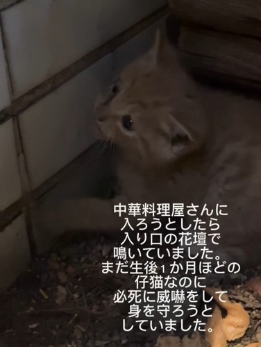 うずくまる子猫