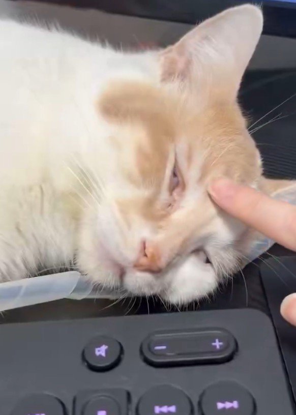 白目をむいて眠る猫の額を指で撫でる飼い主