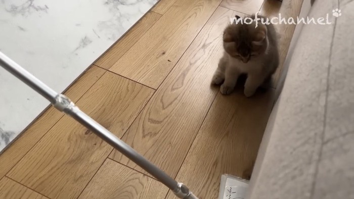 掃除用具で遊ぶ猫