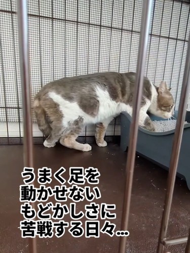猫ベッドに移動する猫