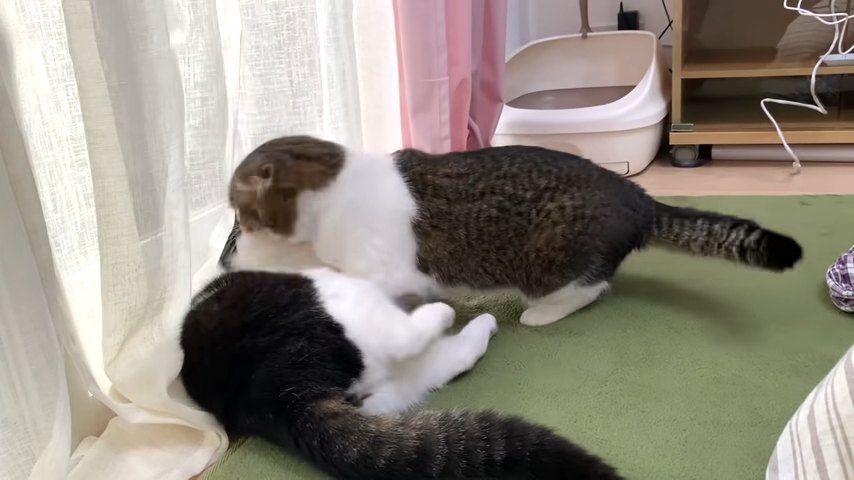 喧嘩する猫