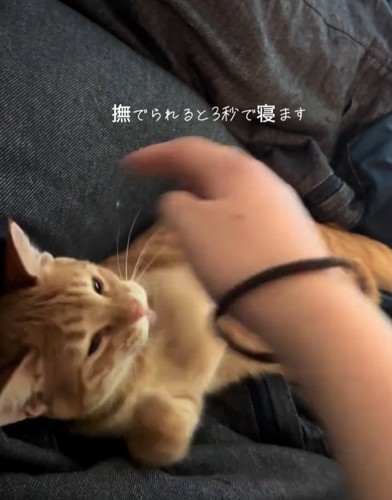 猫パンチするテトラくん