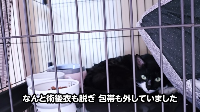 ケージの中で小さくなっている猫