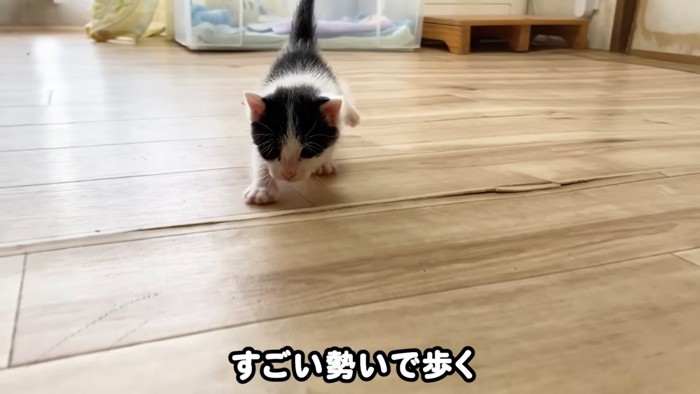 カメラに向かって歩く子猫