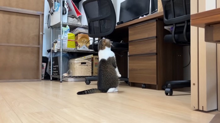 後ろ足で立つ猫