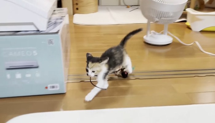 別のおもちゃを咥えて走る三毛ちゃん