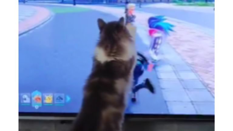 テレビ前にいる猫