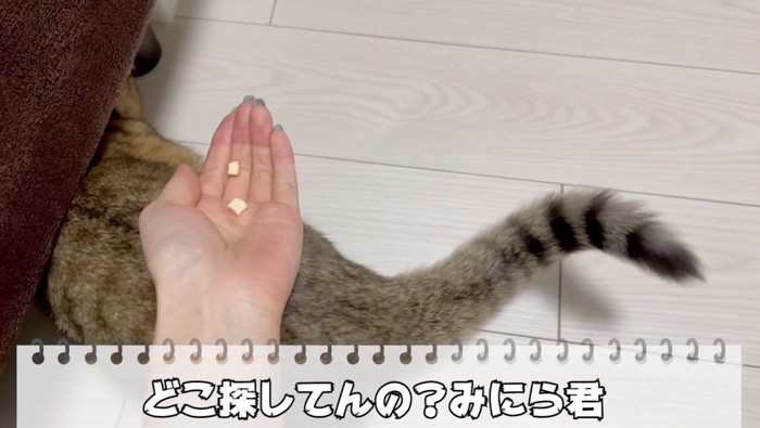 拾ってあげる飼い主さん