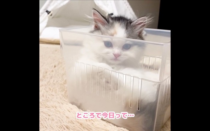 落ち着いた猫