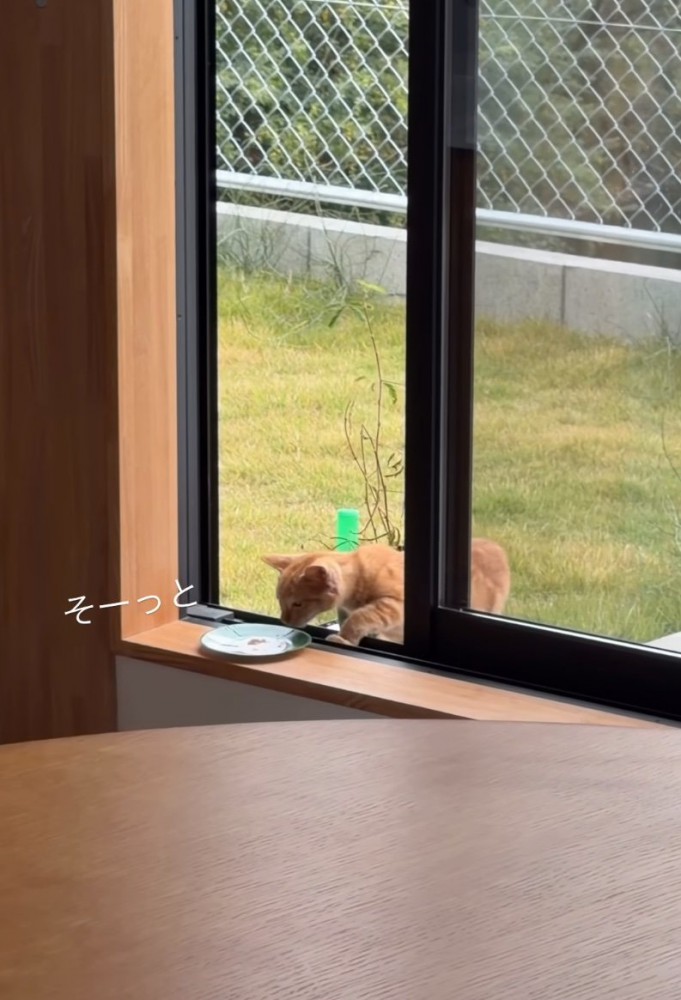窓辺で食事する子猫