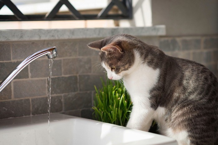 蛇口から水を飲む猫