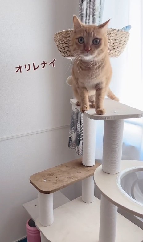 助けを求める猫
