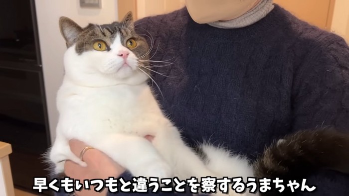 抱っこされる猫