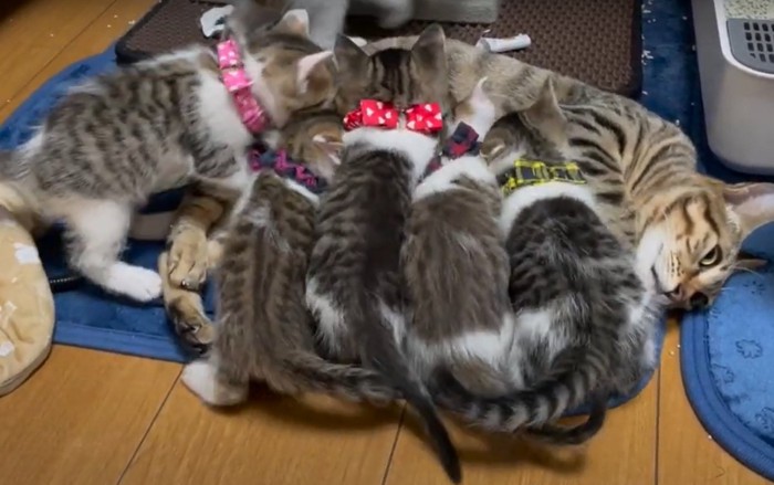横になる親猫に群がる子猫たち