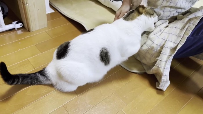 ポケットをかじる猫