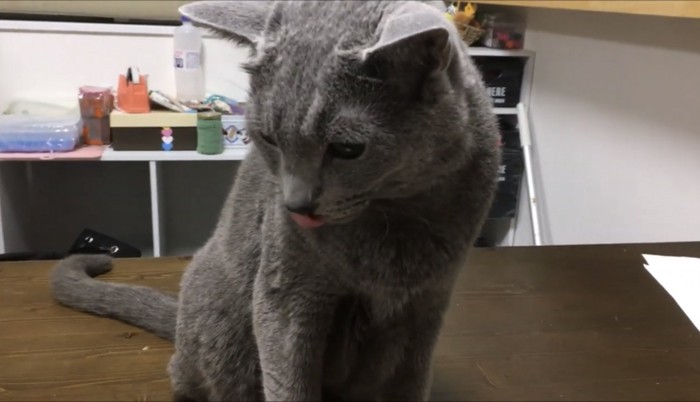 近くに座る猫