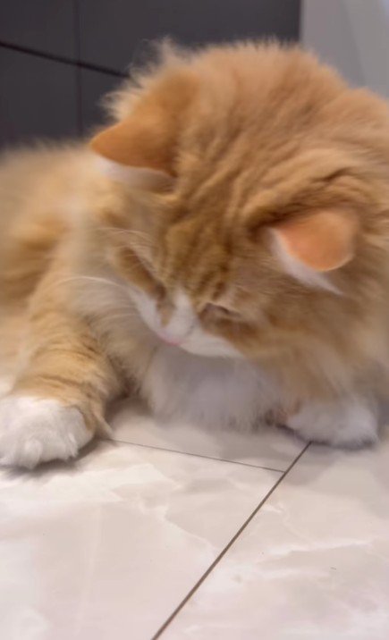 コインの上に手をのせる猫