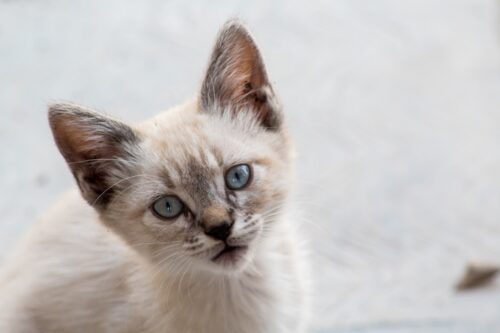 こちらを見つめるオホースアズーレス（オホサスレス）の子猫