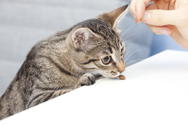 食べ物に興味を示す猫