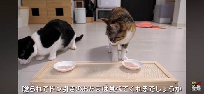 隣を見る猫