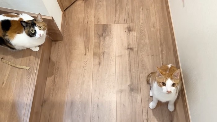 見上げる2匹の猫