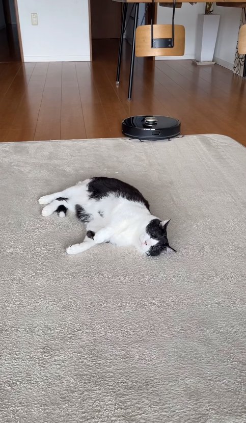 猫が乗っているラグに乗ろうとしているロボット掃除機