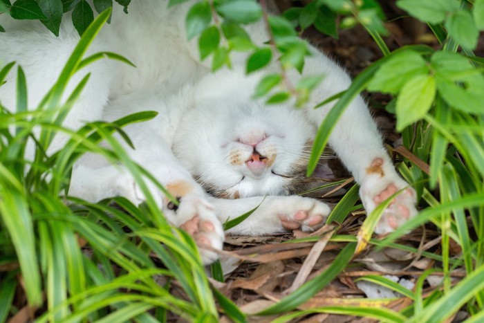 仰向けで寝る猫