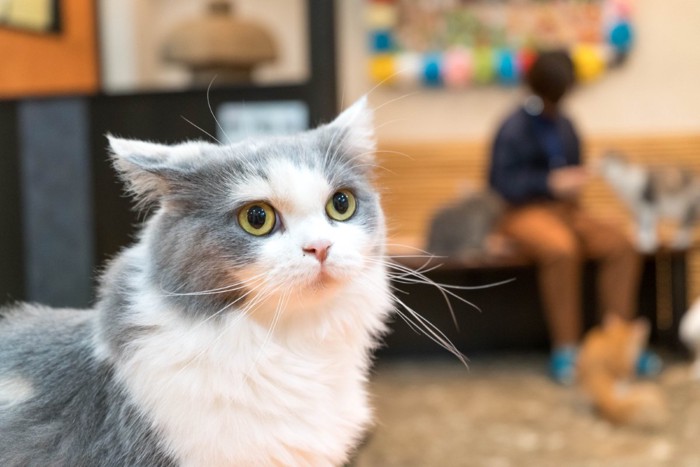 不安げな表情の猫