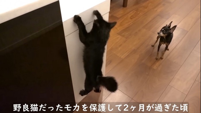 滑り落ちる猫