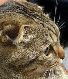 ソファに座って遠くを見つめる猫