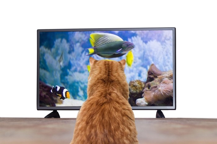 テレビを見つめる猫