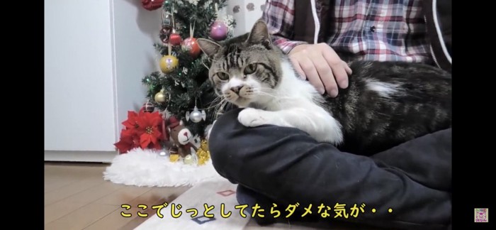 飼い主の膝の上に乗る猫