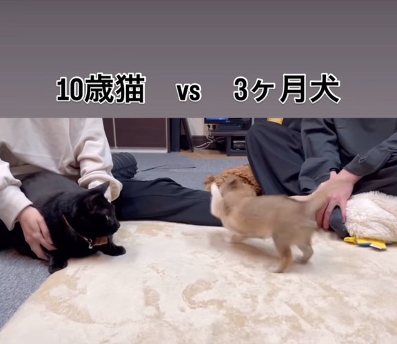 前足を出す子犬